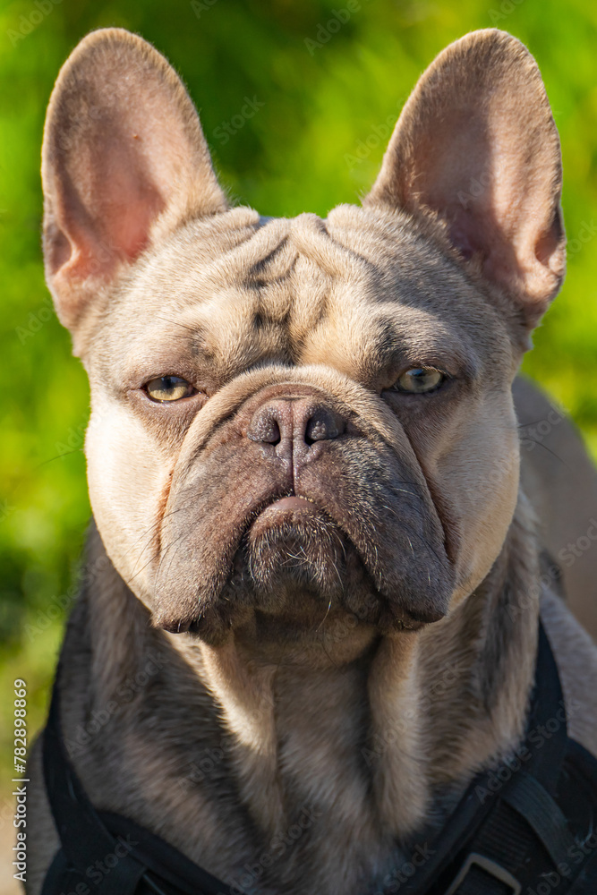 Close-up of Isabella French Bulldog