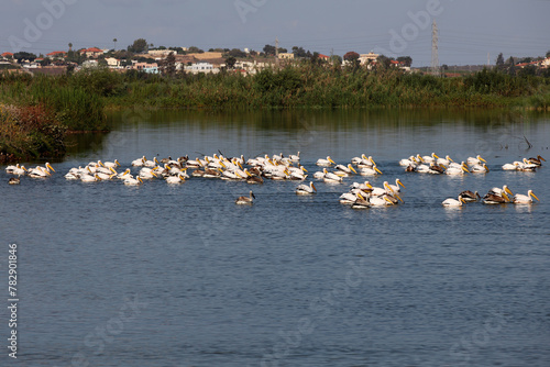 Group of Great White Pelicans in water