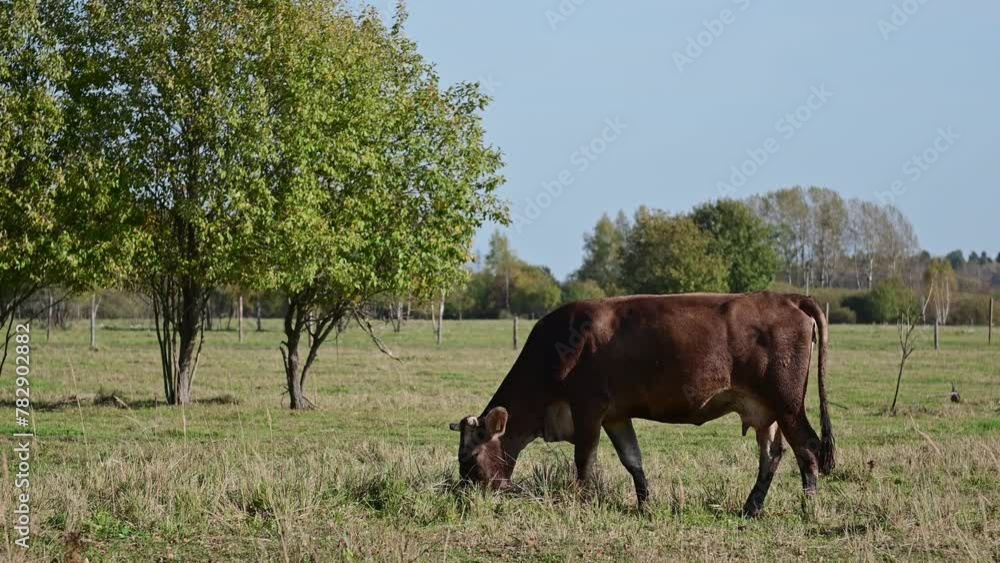 herd of beautiful cows on a farm, animals during the day against a blue sky close-up. High quality 4k footage herd of beautiful cows on a farm, animals during the day against a blue sky close-up. High quality 4k footage