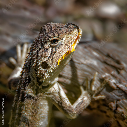 Jackie Lizard eating grasses photo