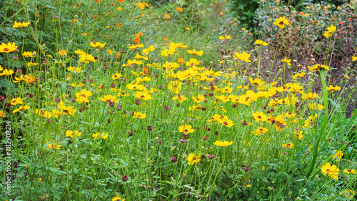 Coreopsis grow in garden. Aromatic daisy growing outdoors. Growing spices for further use. Countryside. Sunny.