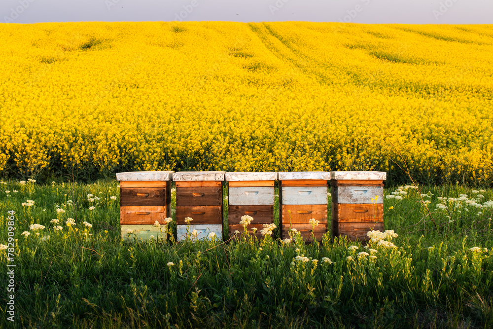 Naklejka premium Wooden apiary crates in sunset