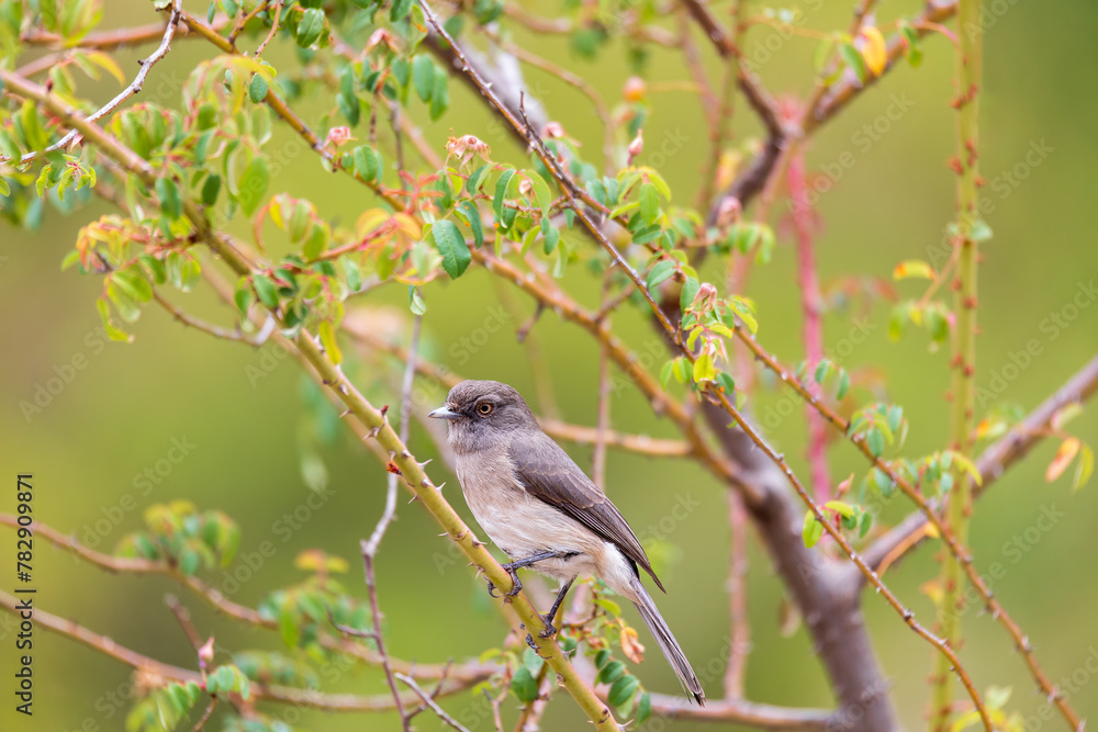 Abyssinian slaty flycatcher (Melaenornis chocolatinus), known as Abyssinian flycatcher, endemic bird species in family Muscicapidae, Debre Libanos Oromia Region. Wildlife and birdwatching in Ethiopia. Abyssinian slaty flycatcher (Melaenornis chocolatinus), known as Abyssinian flycatcher, endemic bird species in family Muscicapidae, Debre Libanos Oromia Region. Wildlife and birdwatching in Ethiopia.