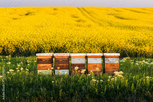 Wooden apiary crates in sunset