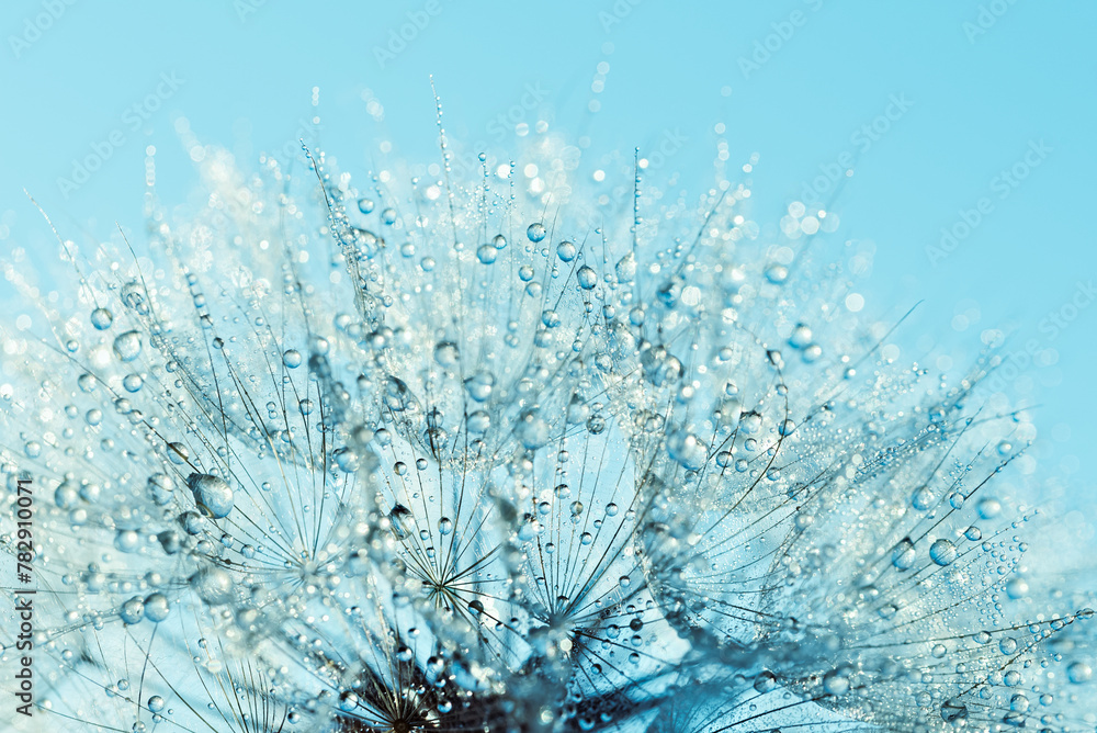Macro nature abstract background. Beautiful dew drops on dandelion seed macro. soft background. Water drops on parachutes dandelion. Copy space. soft selective focus on water droplets. circular shape - obrazy, fototapety, plakaty 