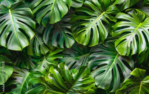 A green leaf of a monstera plant