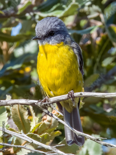 Eastern Yellow Robin in NSW Australia