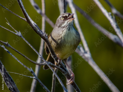 White-browed Scrubwren in NSW Australia photo