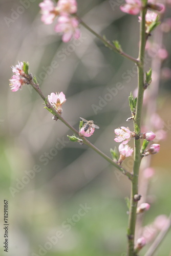 Branch of a blossoming peach with a blurred background.