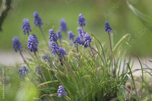 A bee pollinates small blue flowers.