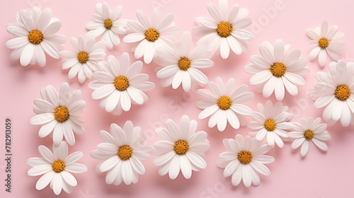  Top-down view. White daisy chamomile flowers 
