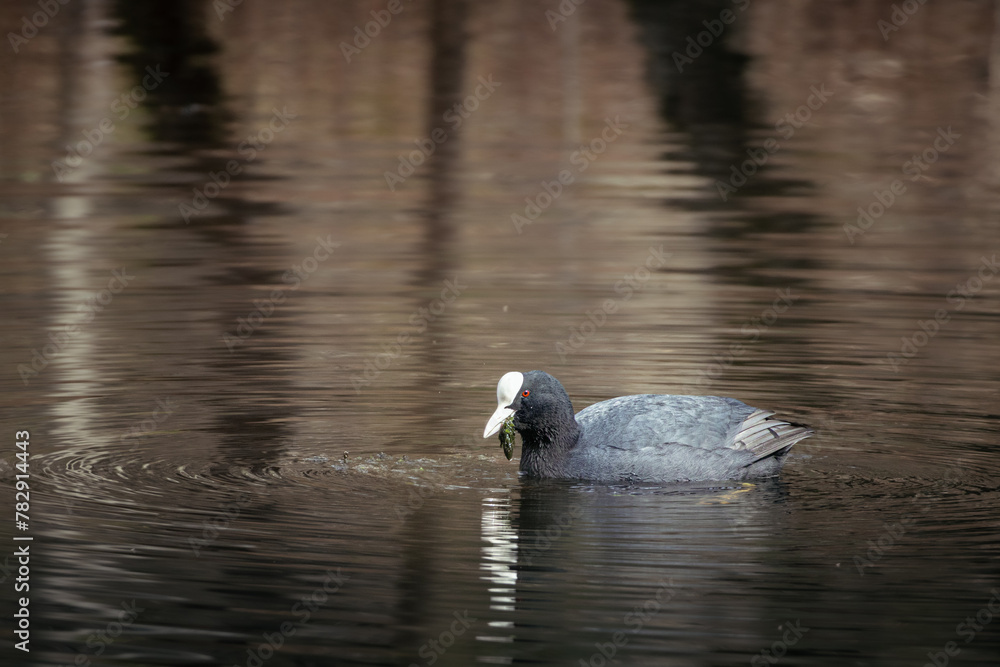 Fototapeta premium Coot at the lake