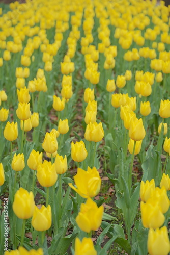 日本の春、横浜公園のチューリップの花 photo