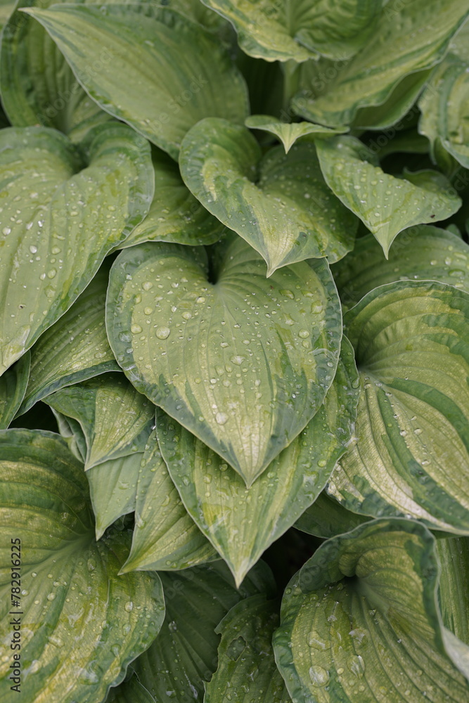 Obraz premium Closeup shot of green leaves of a plant in a forest