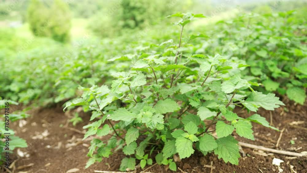 patchouli plant on farm, essential oil production for perfume industry patchouli plant on farm, essential oil production for perfume industry
