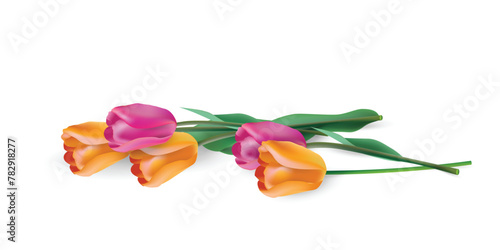 Several tulips - two pink and three orange with green leaves lie on a horizontal plane isolated on a white background. Vector realistic close-up drawing for website, banner, wallpaper or card design. © steadb