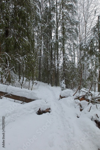 Forest trail in cloudy winter weather with snow on the ground at Haukkavuori Nature Trail  Kerava  Finland.