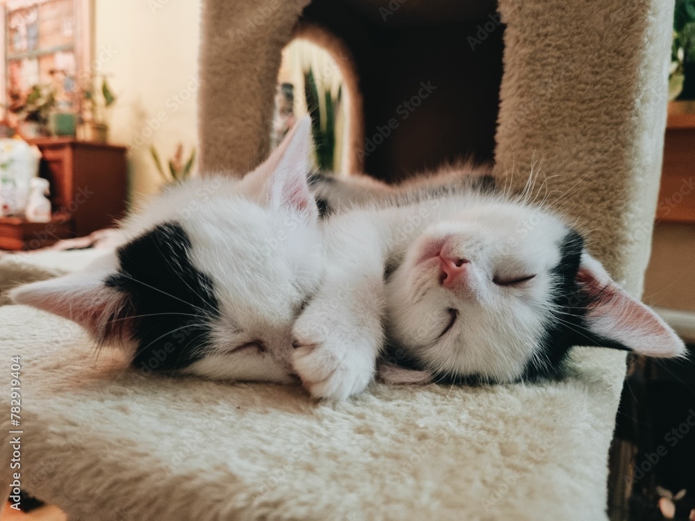 Cute kittens sleeping together in the cat tree