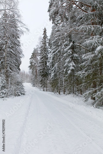 Plowed rural road with tire tracks that is lined with trees in cloudy winter weather with snow on the ground, Finland. © Raimo