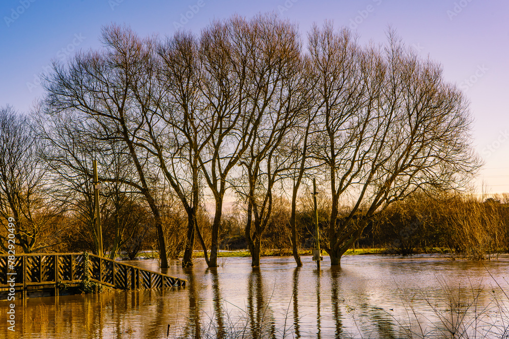 Obraz premium Floods covering grass leaving the tree's surrounded by water creating a pond like reflection