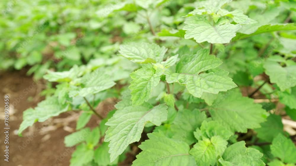 closeup of patchouli plant and leaves on plantation, cultivation for essential oil production closeup of patchouli plant and leaves on plantation, cultivation for essential oil production