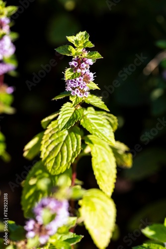 Vertical closeup shot of a wild mint exposed to sunlight found in nature