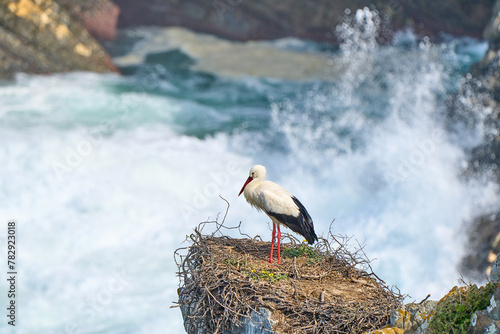 white stork, ciconia ciconia, nesting in a storks colony in the rocky cliffs of Cabo Raso at the western atlantic coast of Portugal, Europe