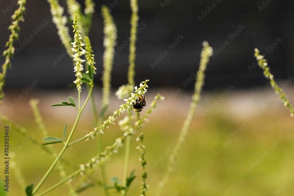 Closeup of a bumblebee hanging upside down from a white sweetclover plant stem Closeup of a bumblebee hanging upside down from a white sweetclover plant stem