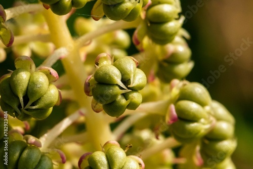 Macro of Coriaria myrtifolia, English redoul  plant seeds photo