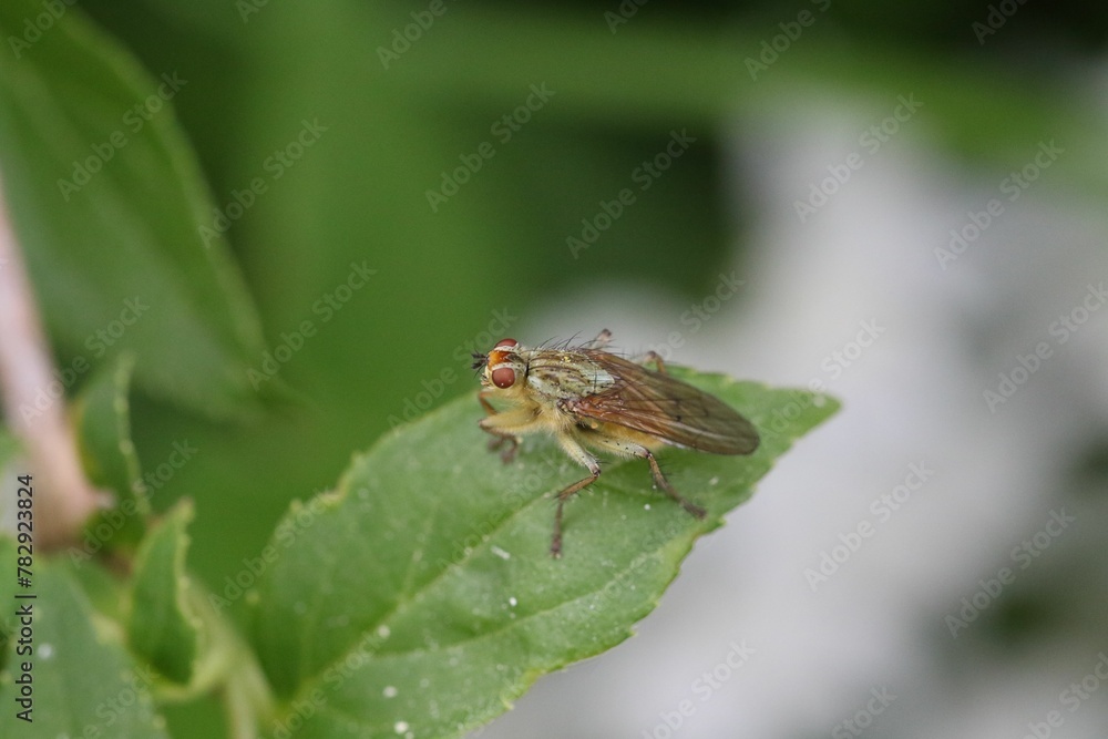 Dung flies on the green leaf, macro view Dung flies on the green leaf, macro view