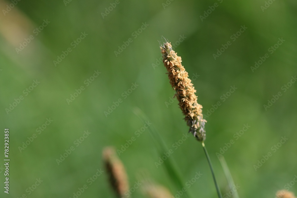 Meadow foxtail or Alopecurus pratensis in the field, close-up
