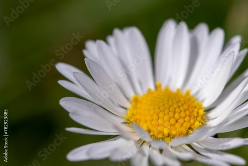 Closeup shot of a white daisy flower in a forest in daylight on a blurred background