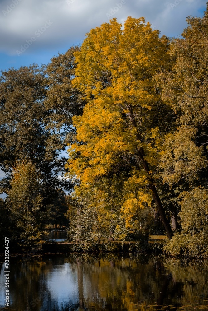 Beautiful view of lush trees with yellow leaves near a water area in the beginning of the autumn