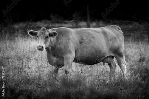 Grayscale of a cow in a meadow photo