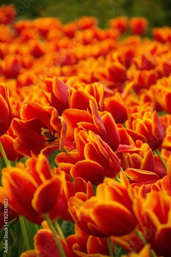 Vertical closeup of orange tulips in a garden © Wirestock