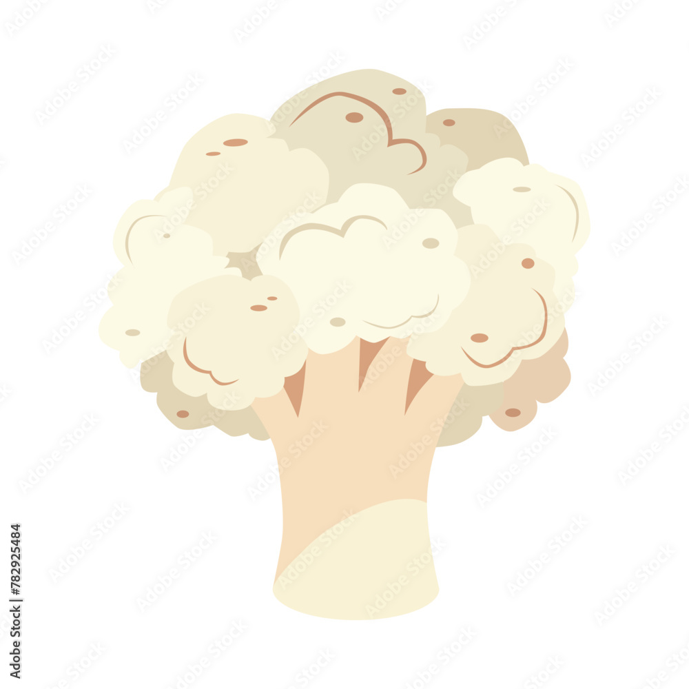 Cauliflower. A delicious and healthy vegetable. A vegetable of the cruciferous family, with dense and crispy inflorescences. Vector illustration. Cauliflower. A delicious and healthy vegetable. A vegetable of the cruciferous family, with dense and crispy inflorescences. Vector illustration.