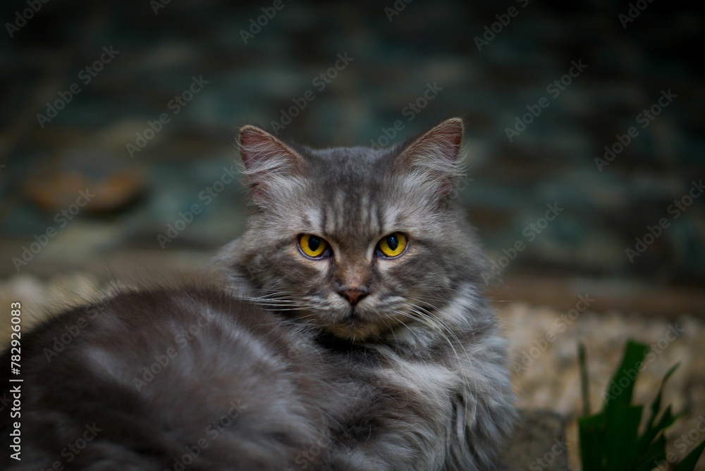 Yellow-eyed gray cat against a blurry background Yellow-eyed gray cat against a blurry background