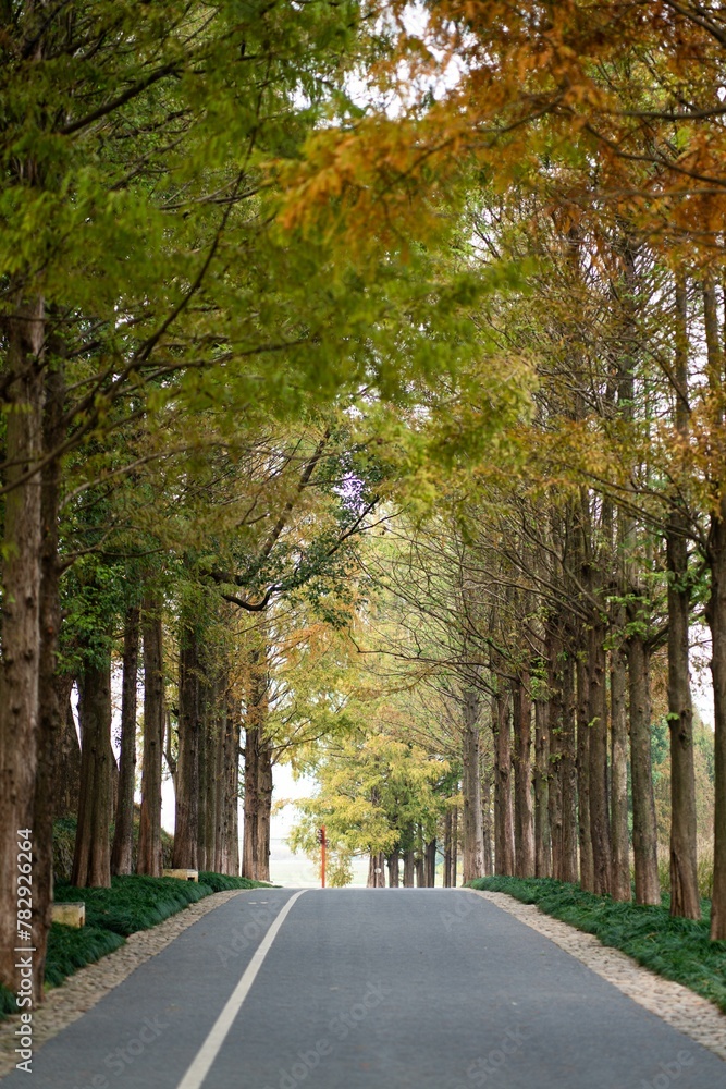Naklejka premium Vertical shot of a narrow countryside row alongside autumn trees during the daytime