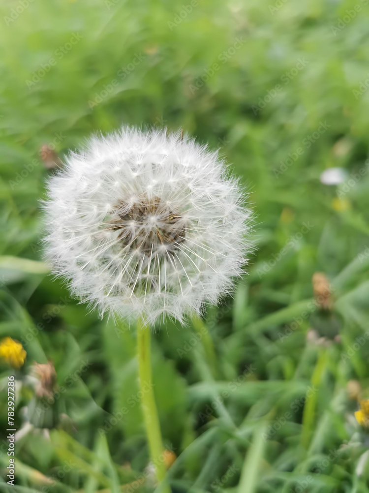 Fototapeta premium dandelion in the grass