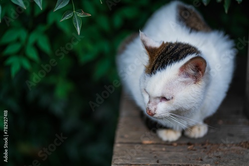 Fototapeta Naklejka Na Ścianę i Meble -  Closeup shot of a cat on a wooden surface with a blurred background