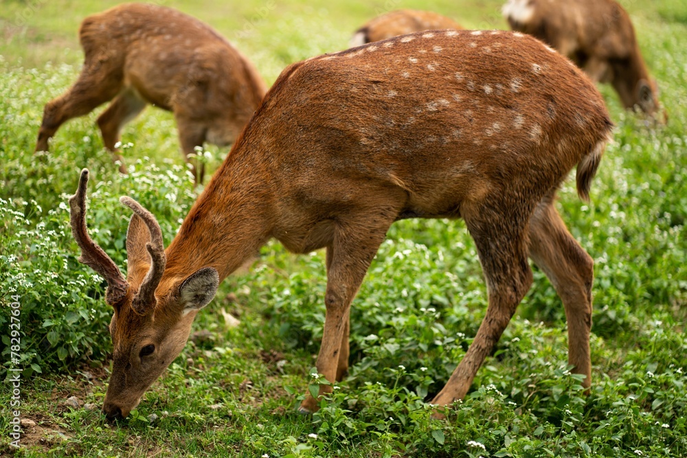 Beautiful deer family grazing in the field Beautiful deer family grazing in the field