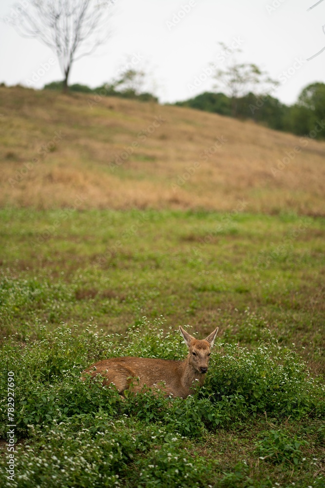 Fototapeta premium Vertical shot of a beautiful deer resting on the grass in the field
