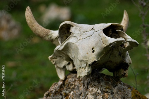 Cows skull on a rock