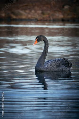 Black swan swimming at the lake