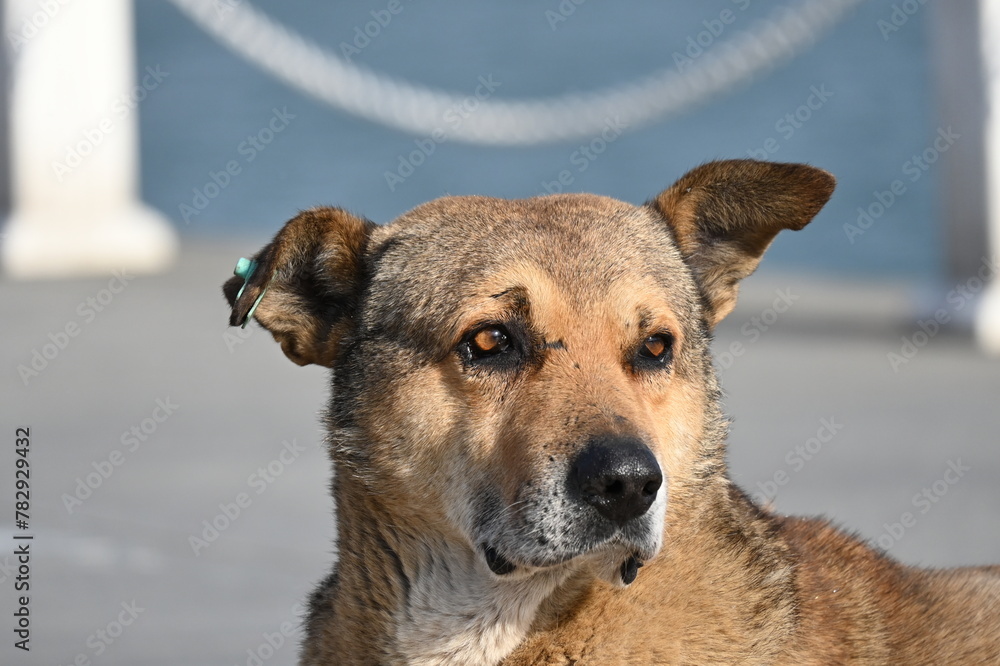 Closeup shot of a beige stray dog