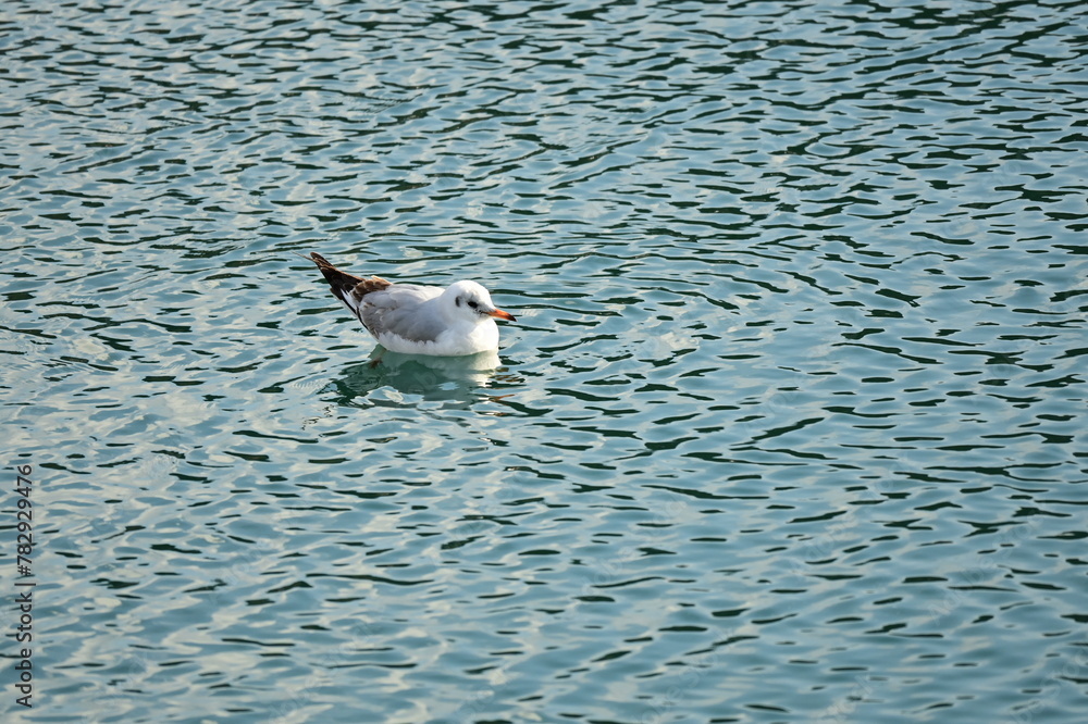 Obraz premium Beautiful seagull floating in the wavy water
