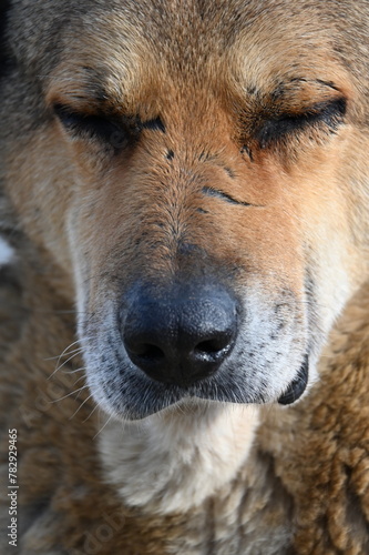 Closeup shot of a beige stray dog