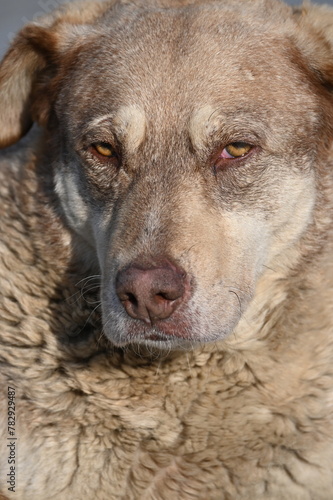 Portrait of a brown stray dog on a sunny day