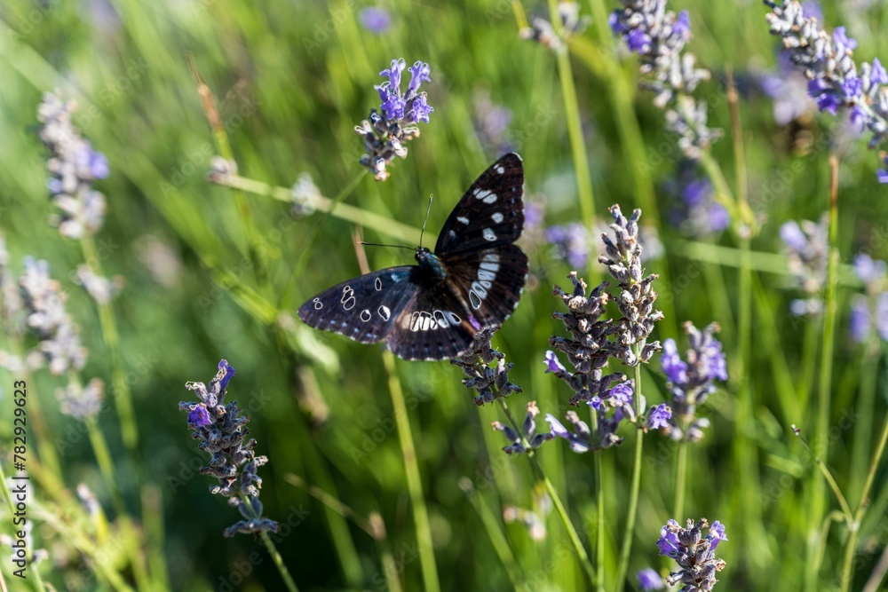Closeup shot of a red admiral butterfly on a purple lavender flower - obrazy, fototapety, plakaty 
