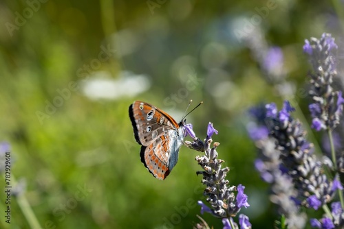 Εκτύπωση καμβά Closeup shot of a white admiral butterfly on a purple lavender flower